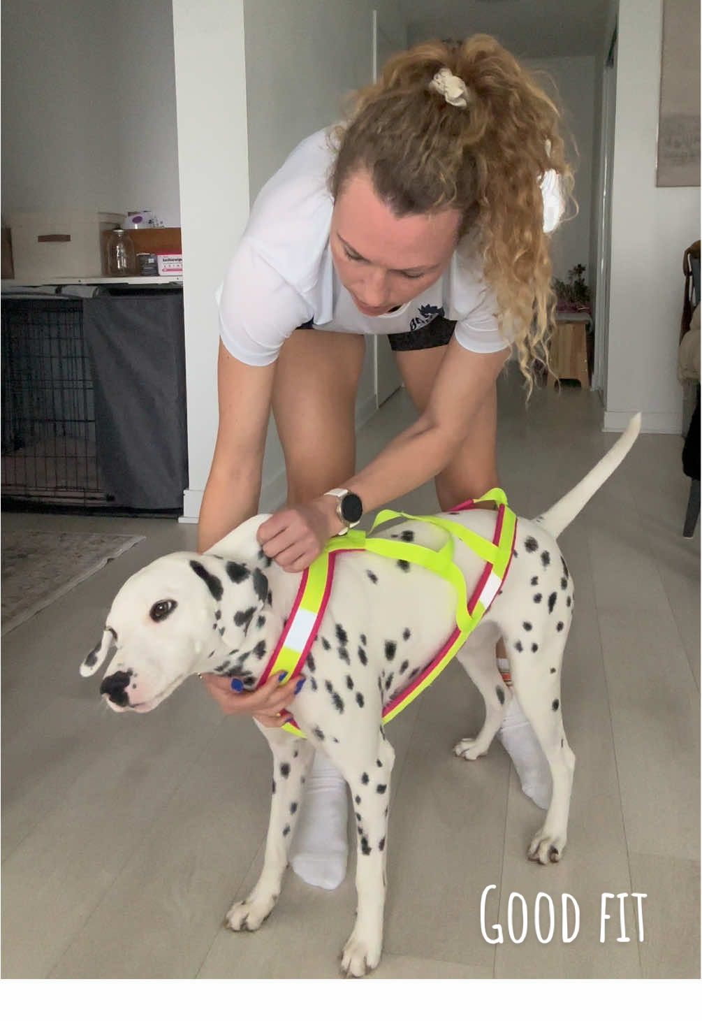 @Nevada the Dalmatian