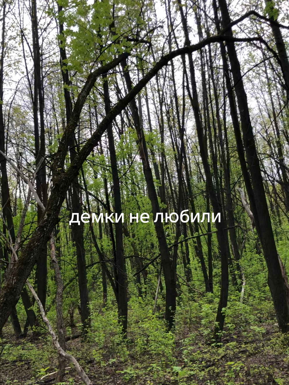 @ссвитиблисс