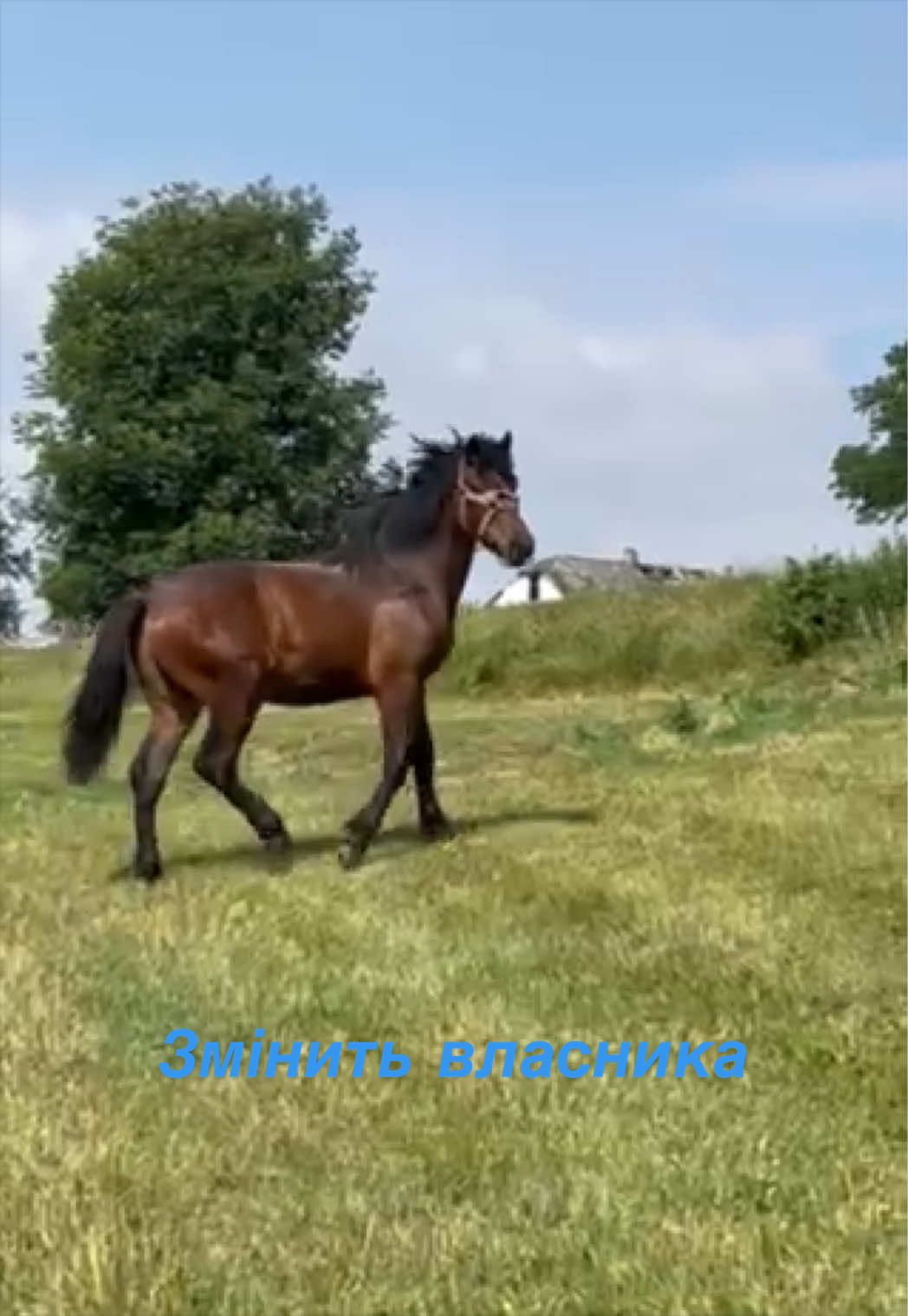 @🐴Horses🐴