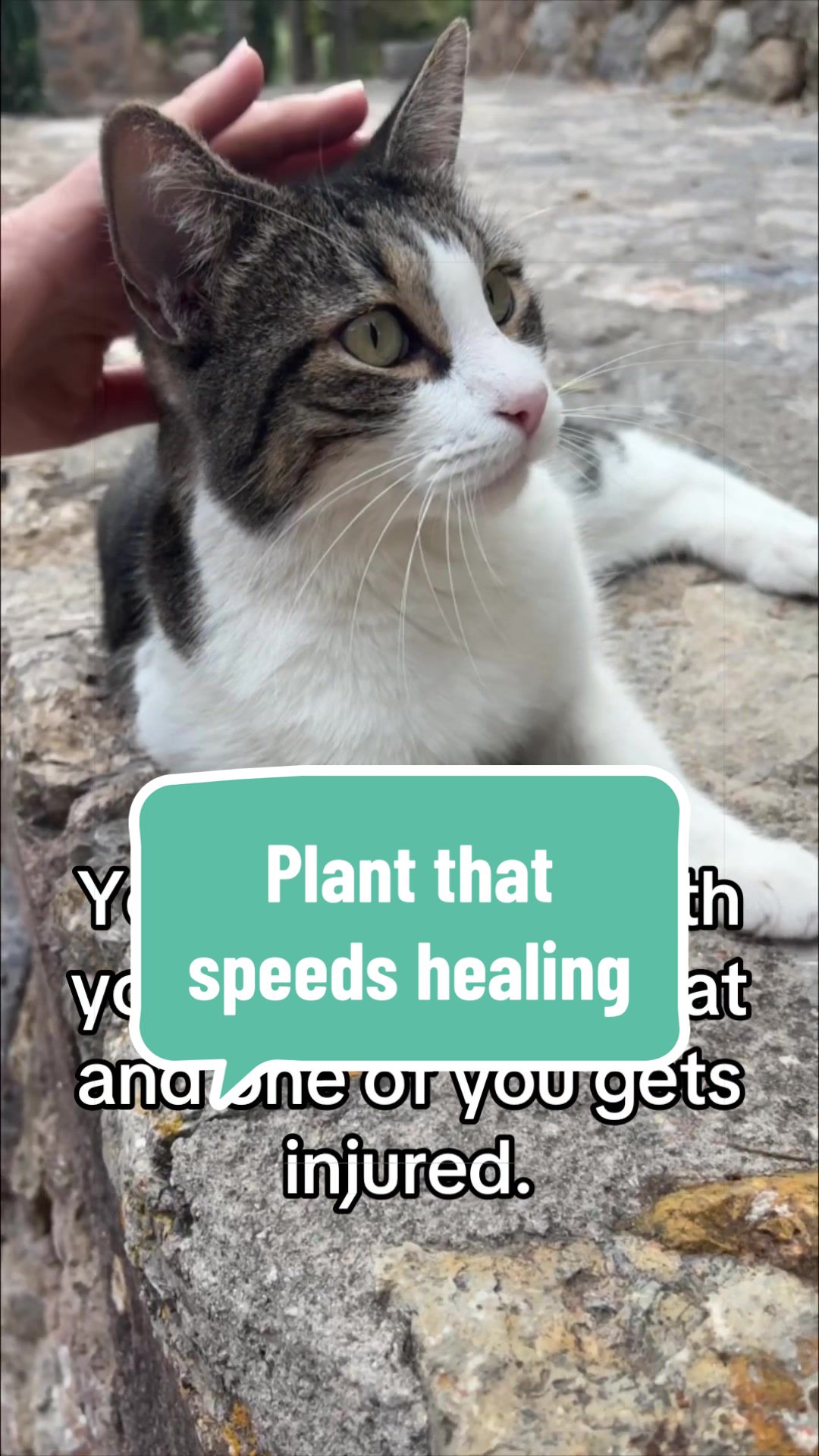 @Andrew Jones, DVM