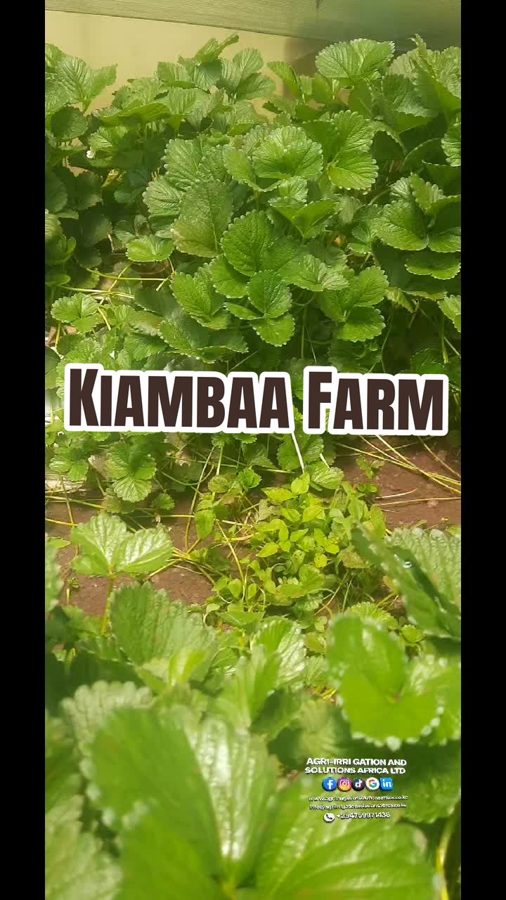 @Agri-Irrigation Africa Limited