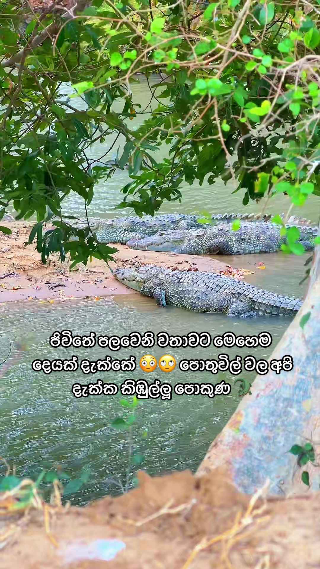 @Tharindu Welhenage