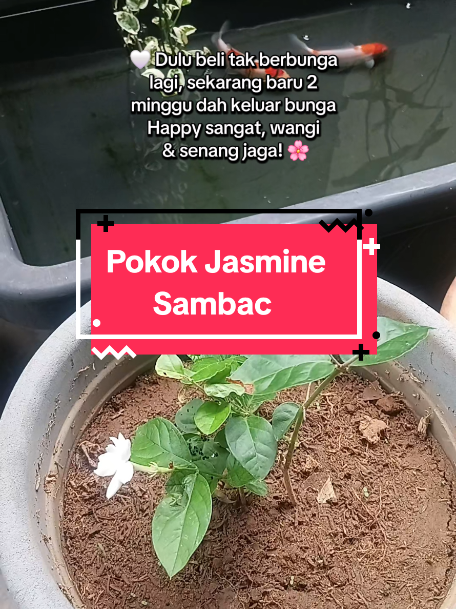 @Lin🌷