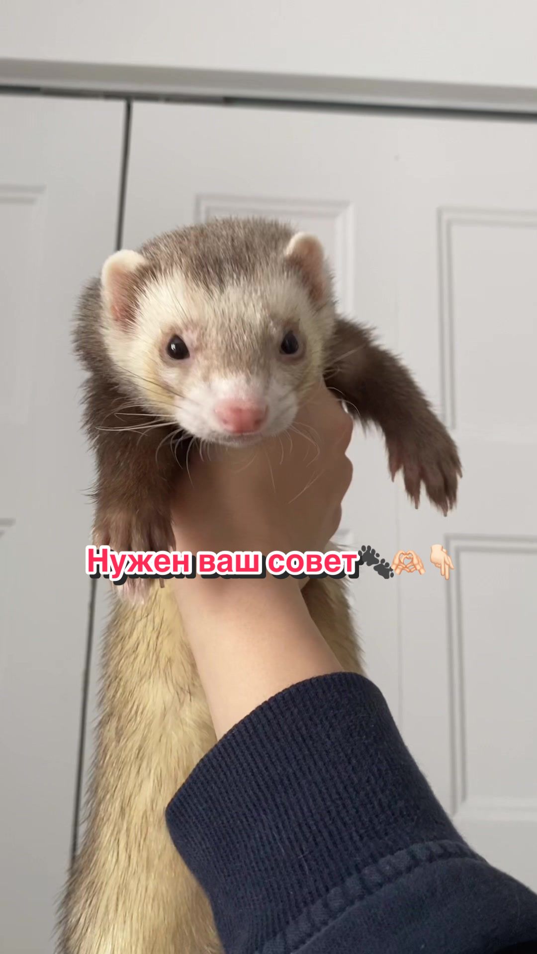 @F_u_r_e_t🐾✨🤍