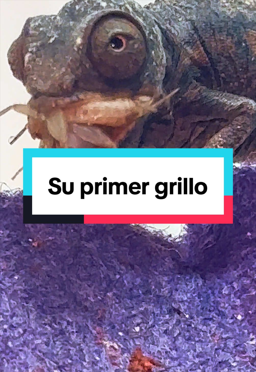 @ReptilMania