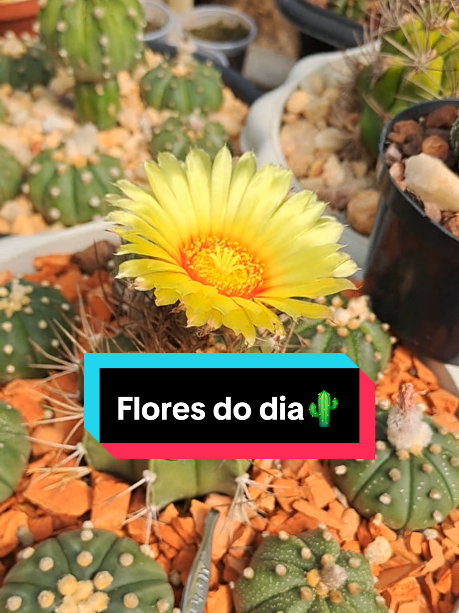 @Cactos & Poesia🌵🤍✍️🏽