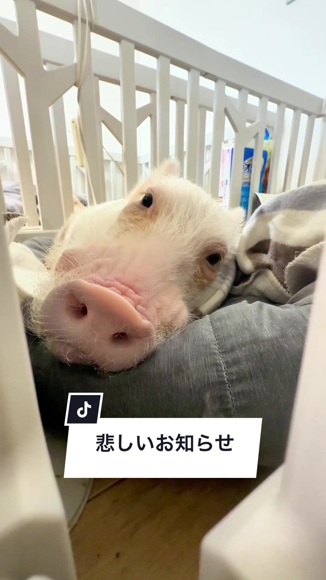 @めんべぇ家🐽💢
