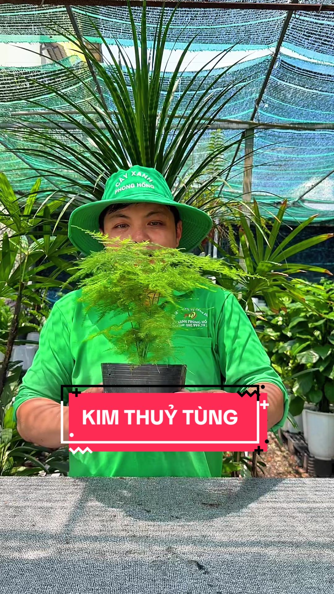 @C&acirc;y Xanh Phong Hồng