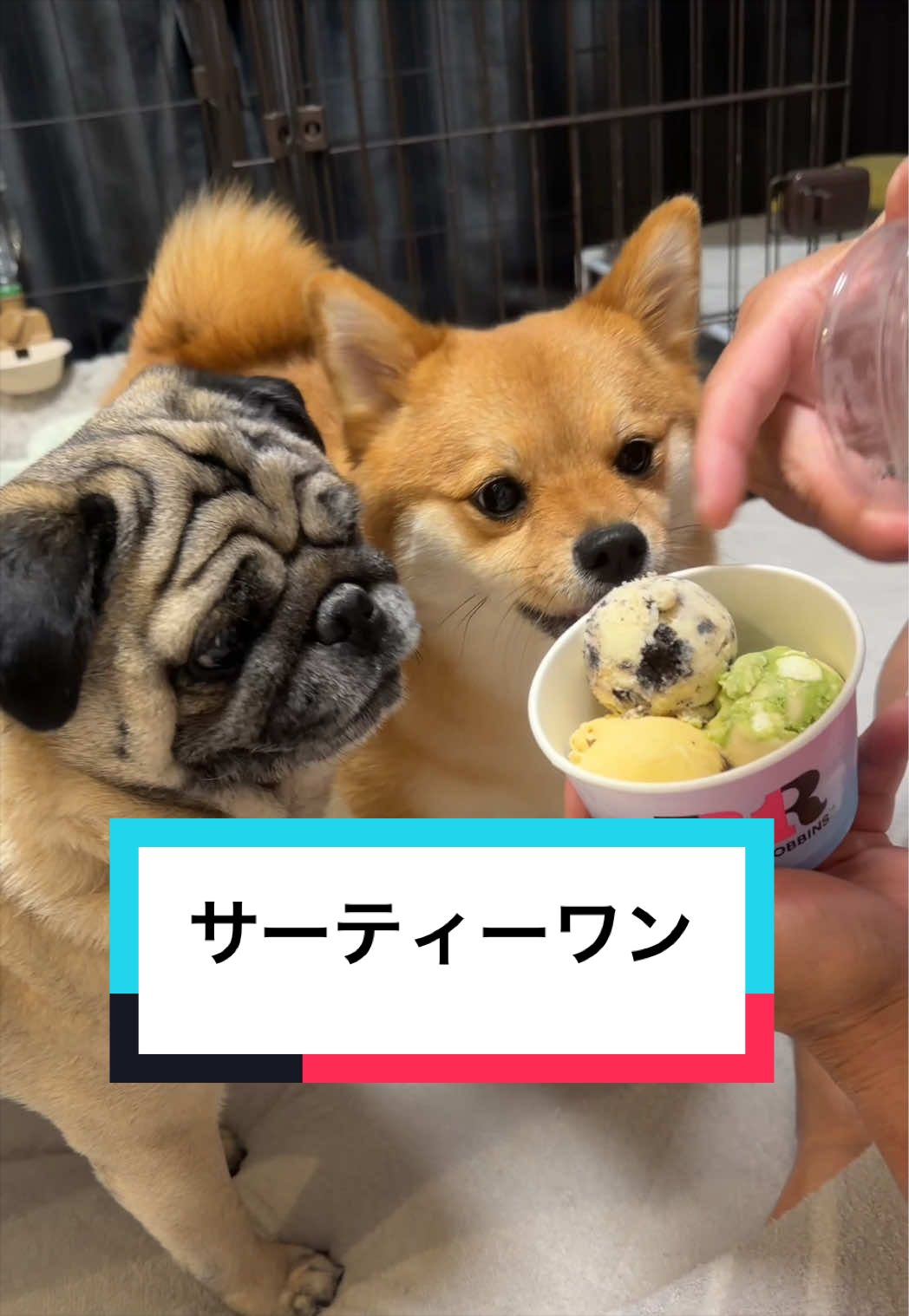 @🐶とん&ぺっぺこぺー🦊