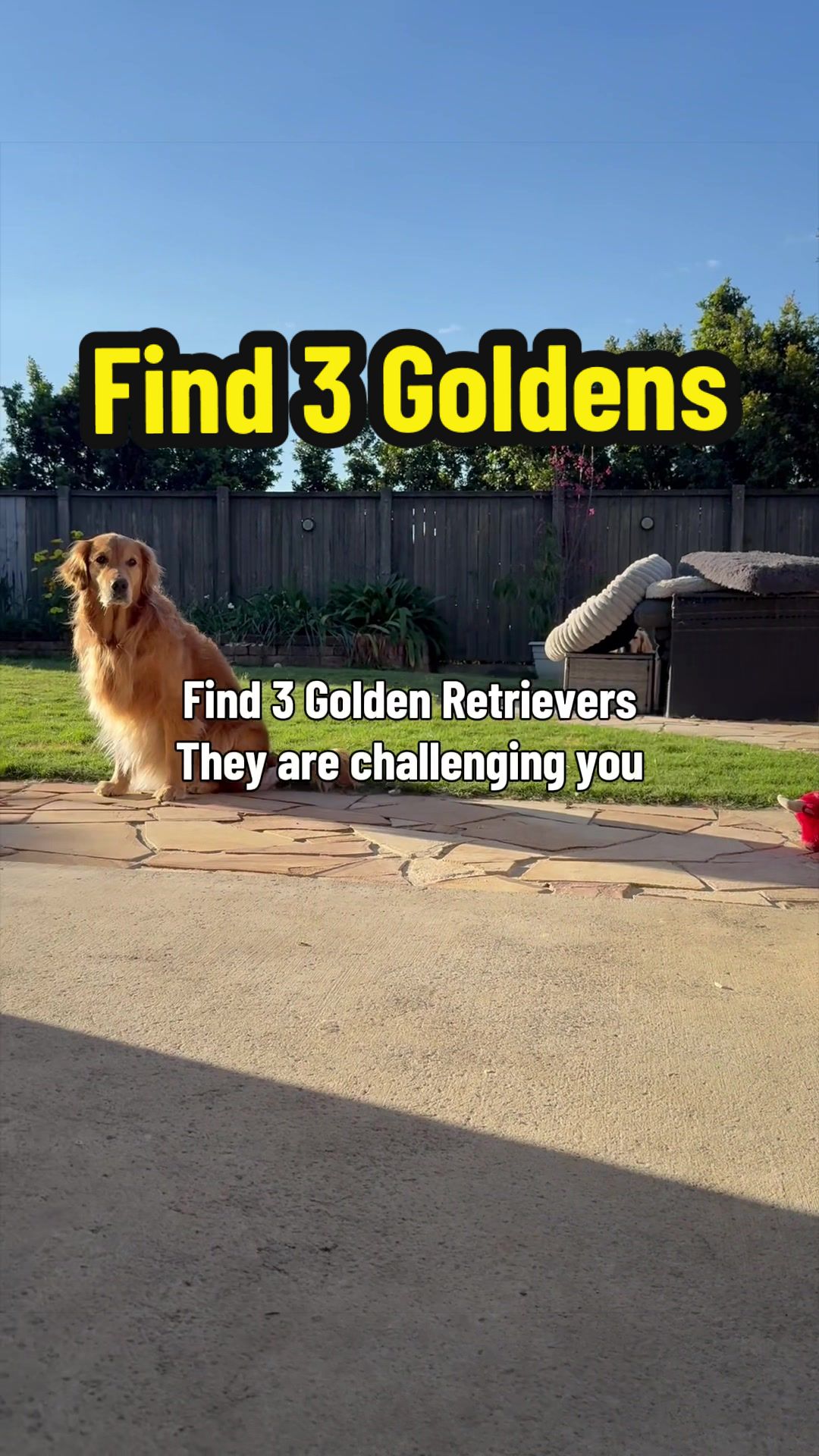 @3goldenretriever