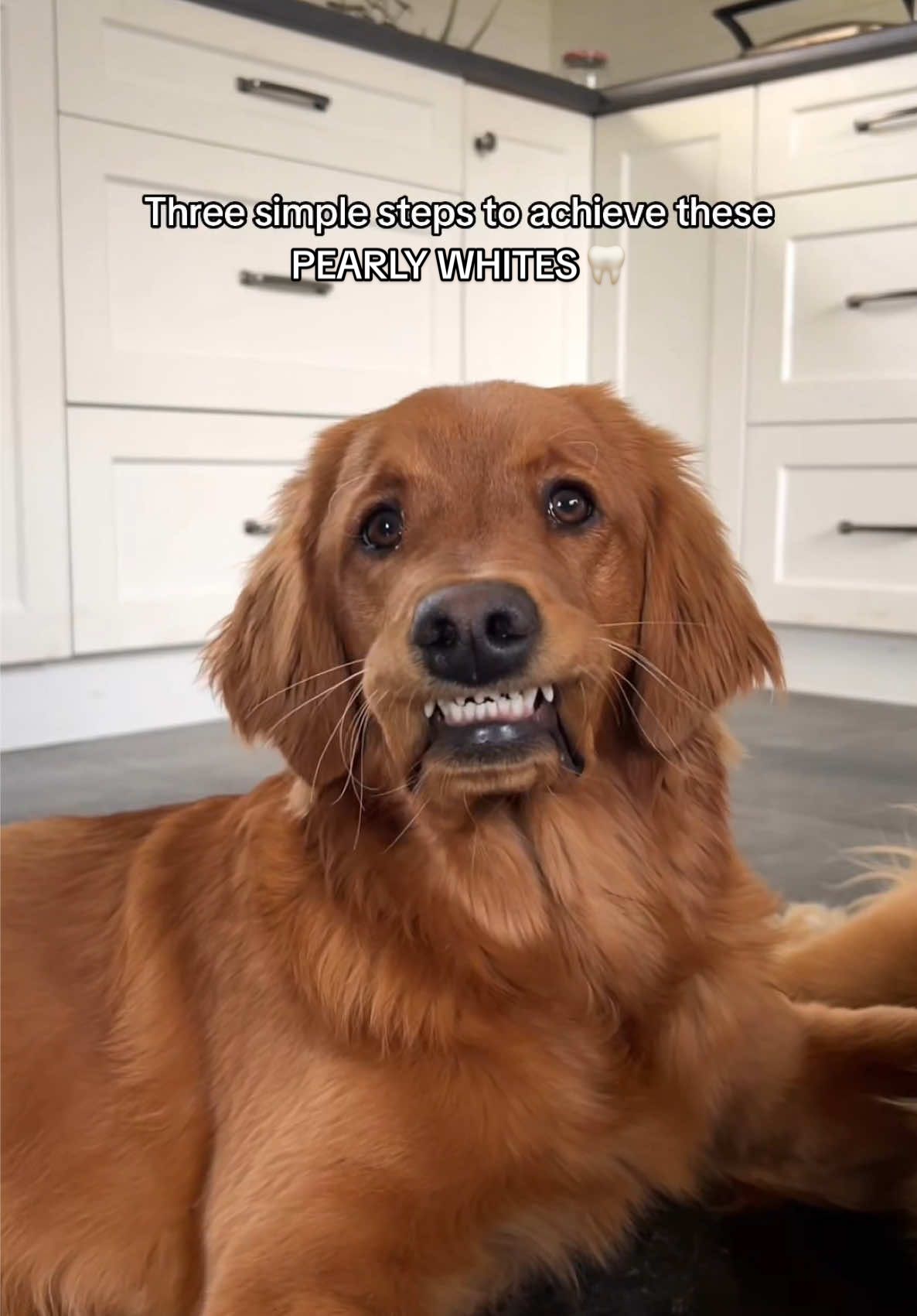 @Pacha and Bucket the Goldens