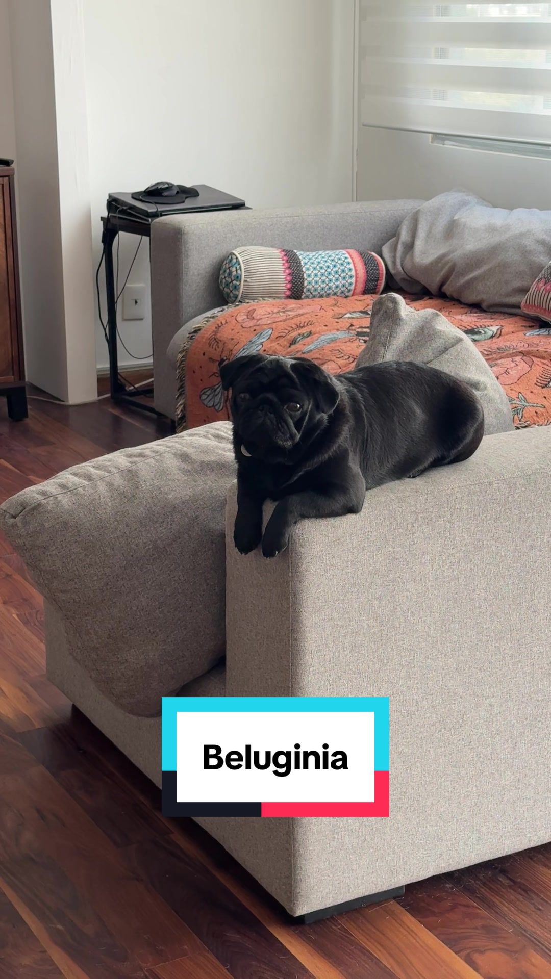 @Beluga the pug