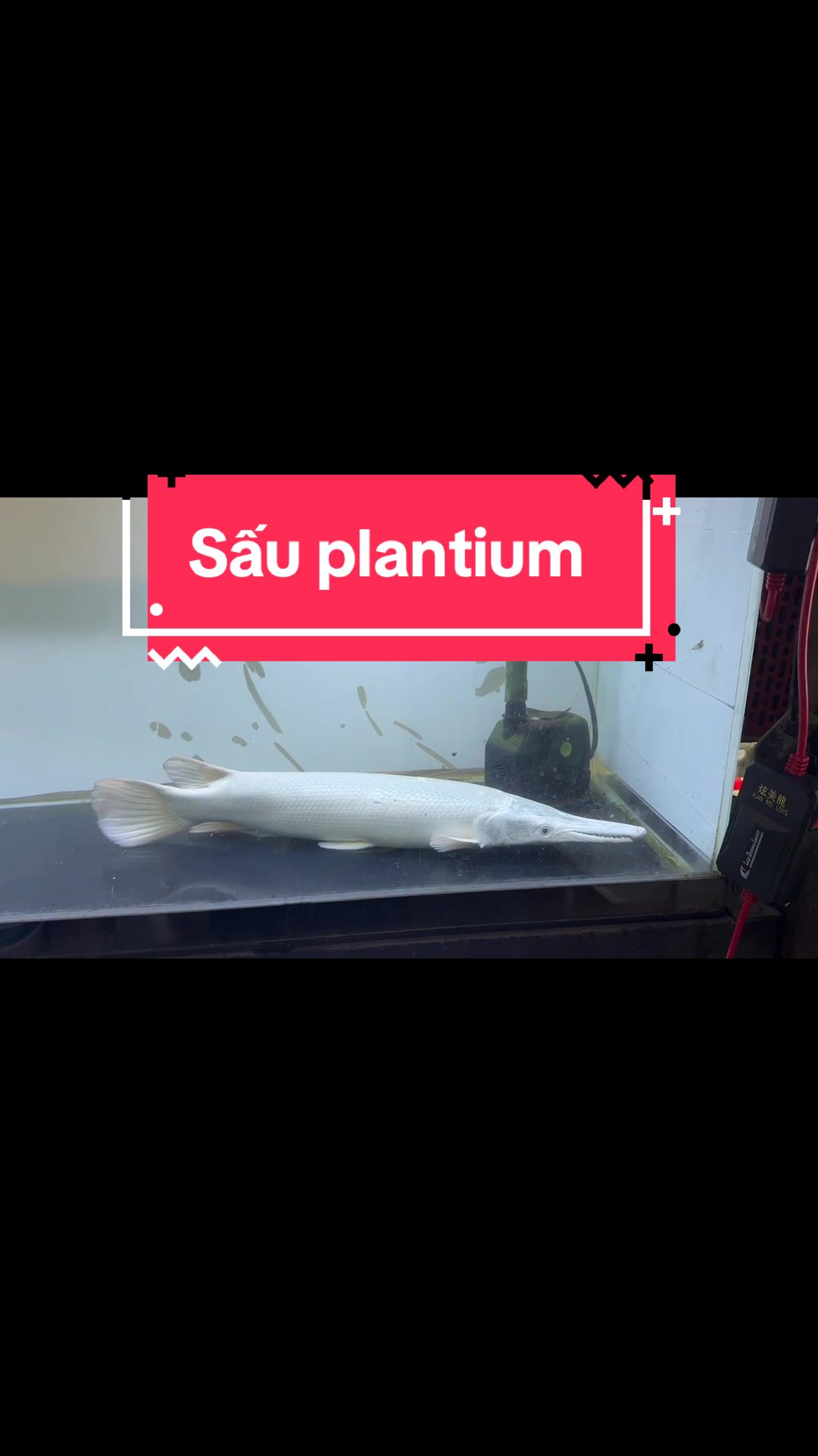 @Ph&aacute;t Đạt B&aacute;n C&aacute; 😎🐠🦈