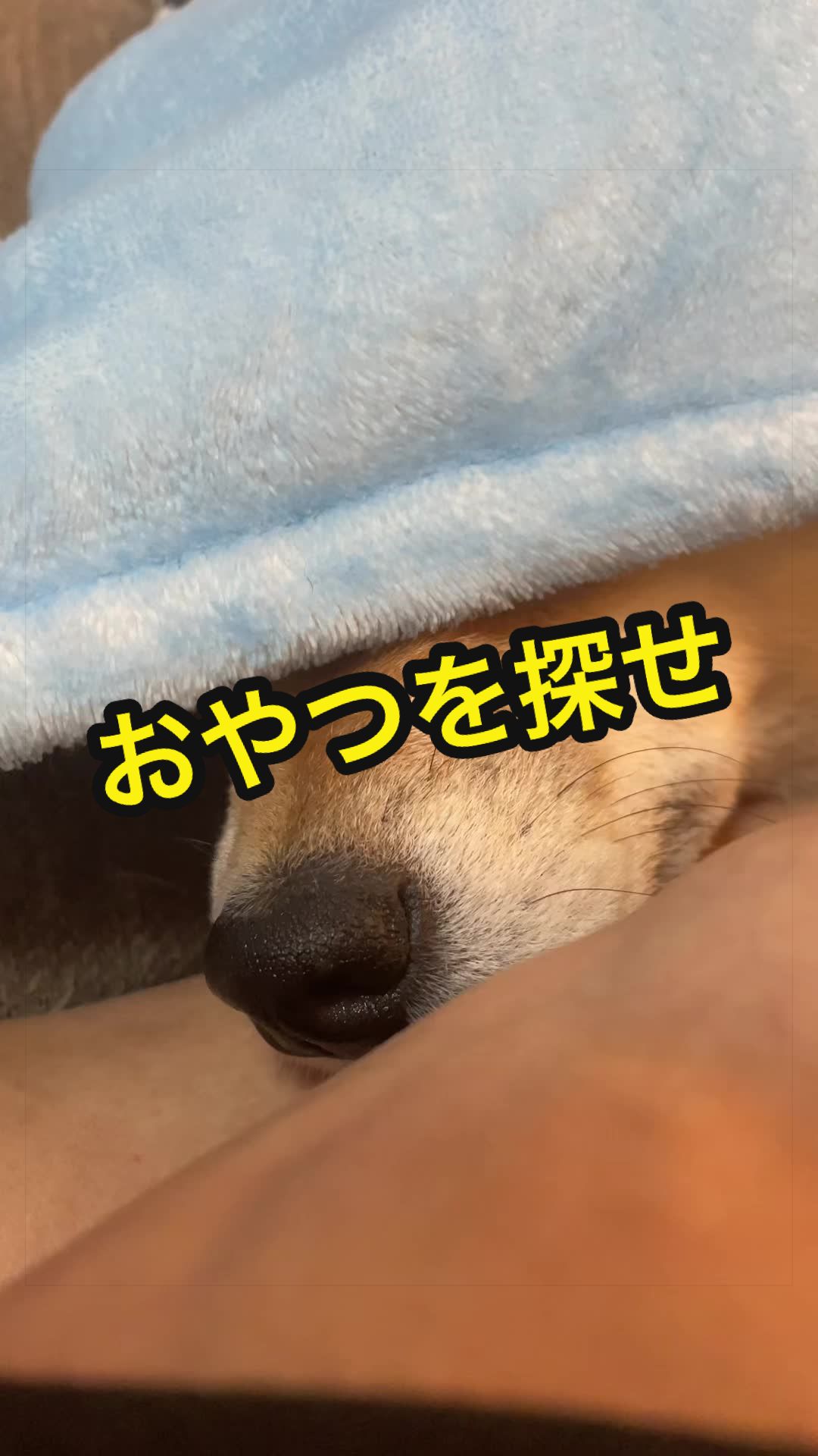 @特に柴犬が好きな人