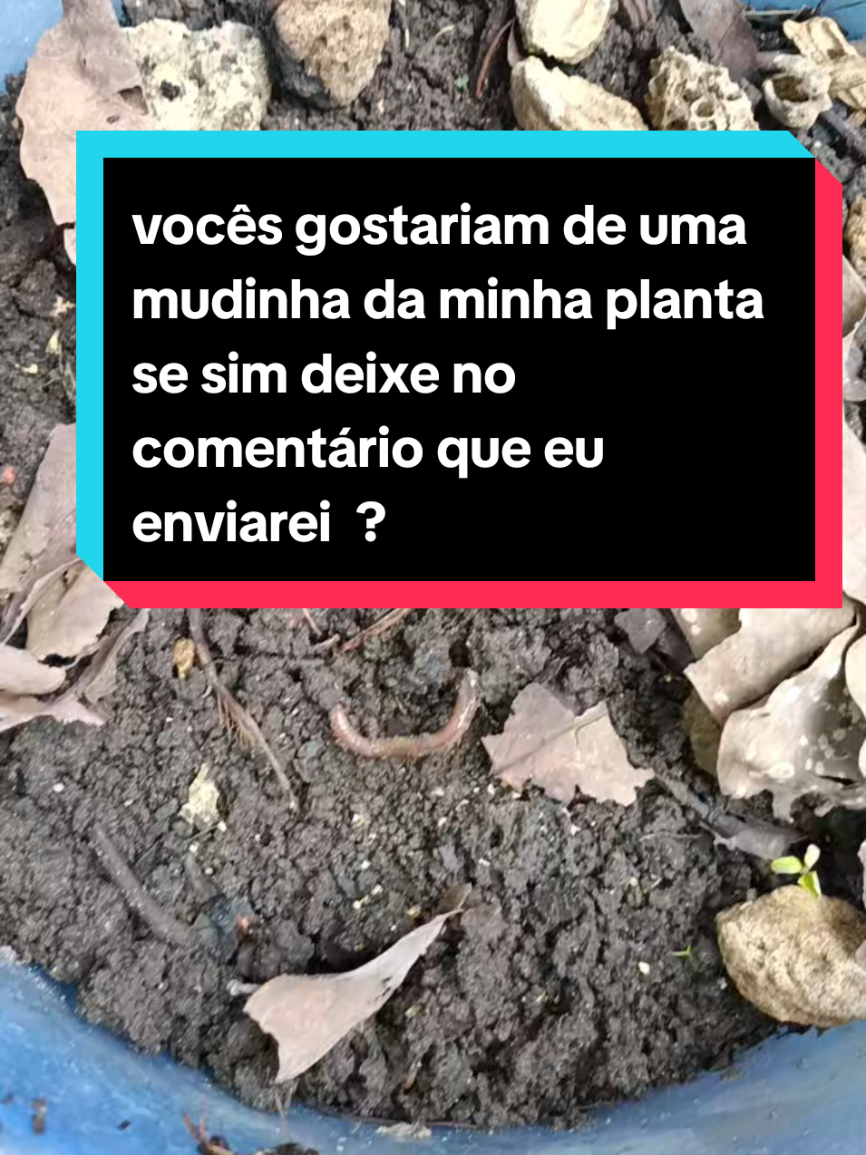 @lu Moreira