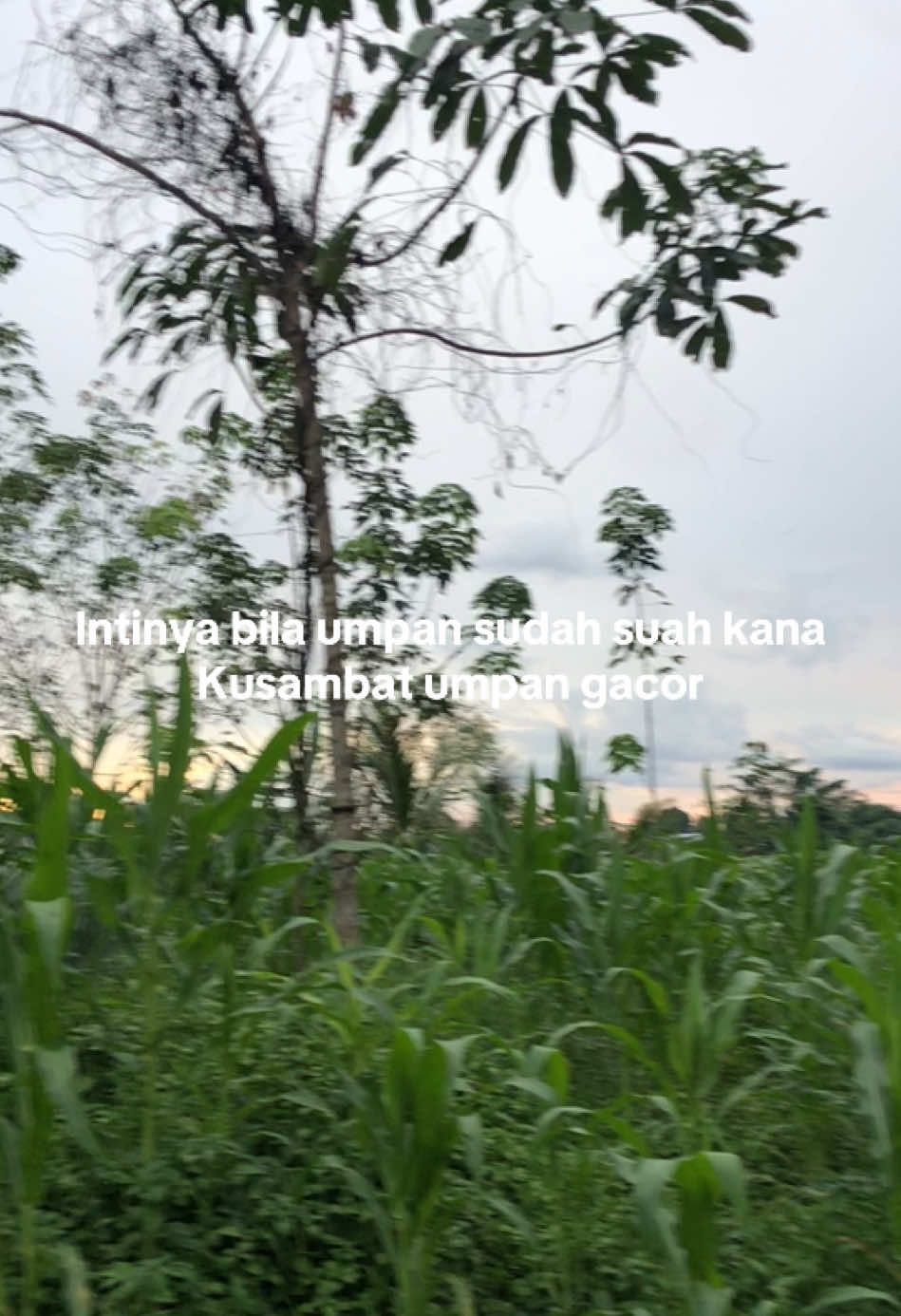 @Hayau tarus