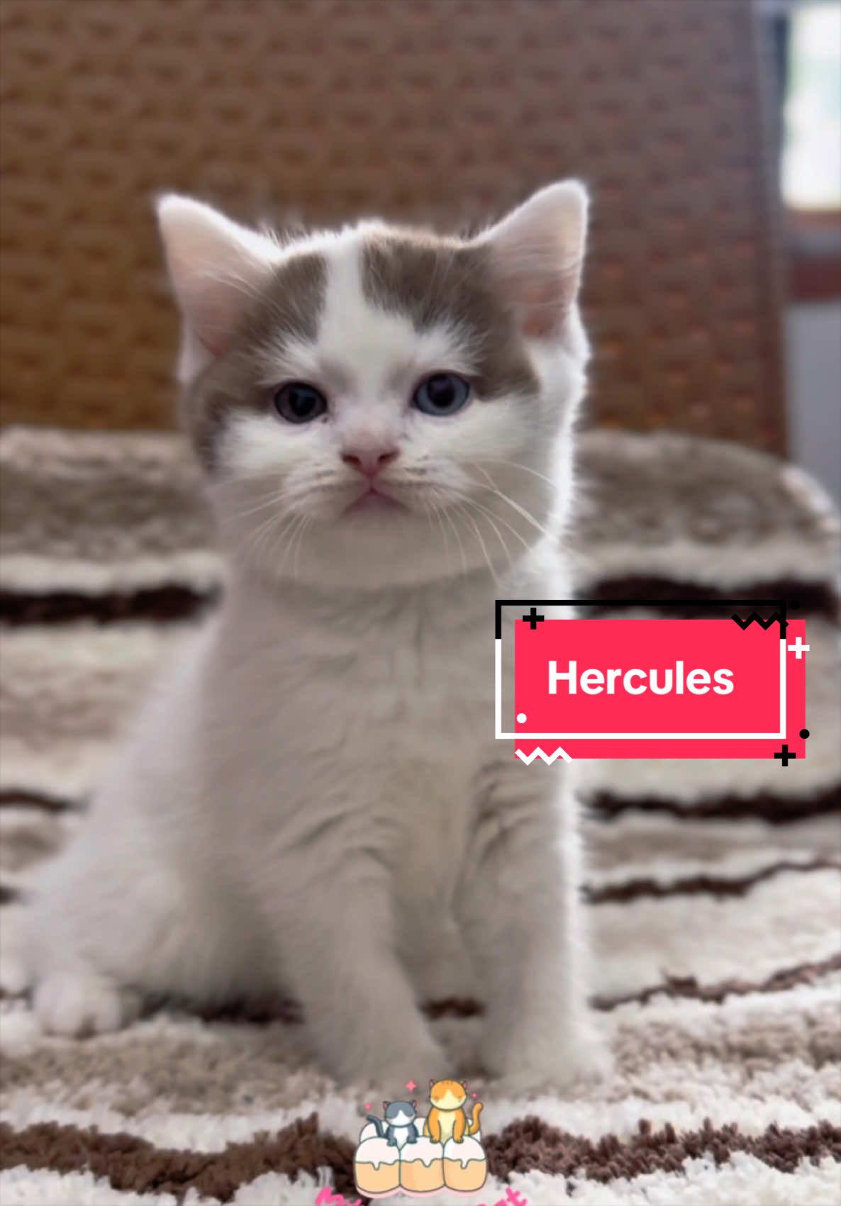 @milky bun cat