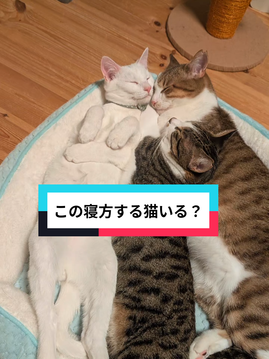 @にゃんご🐱