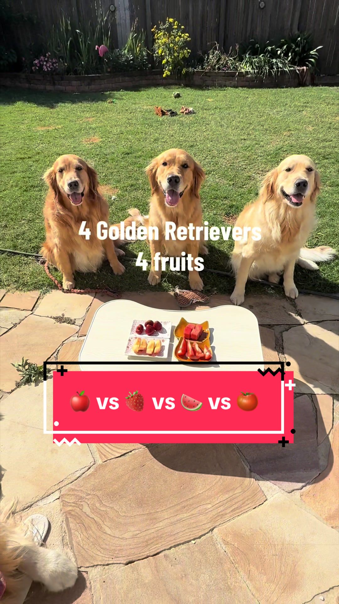 @3goldenretriever