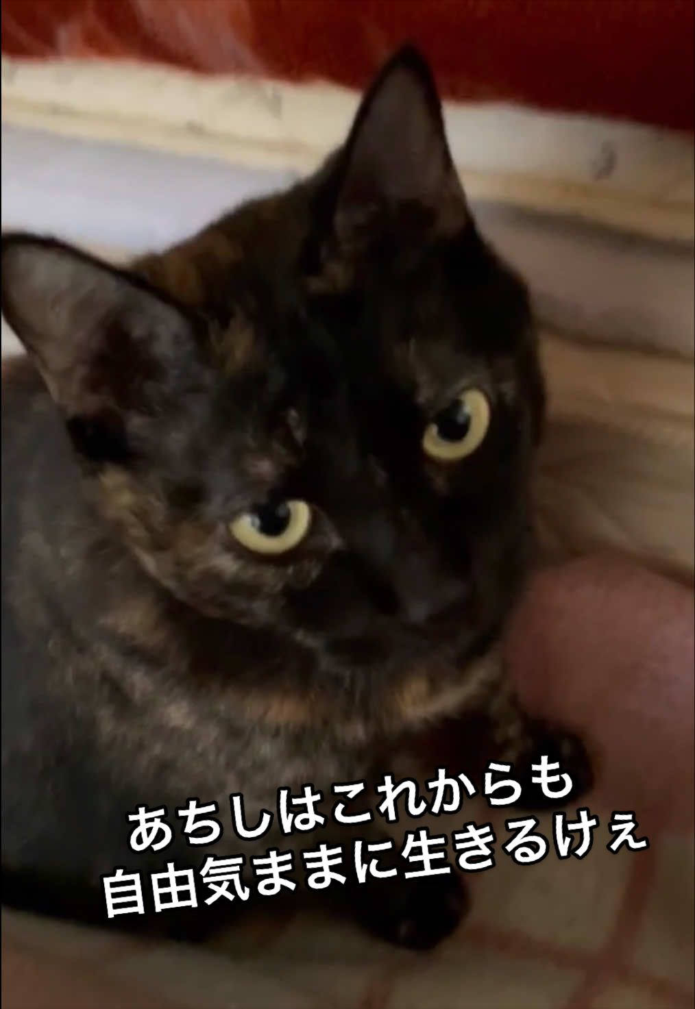 @聴々物語PROJECT