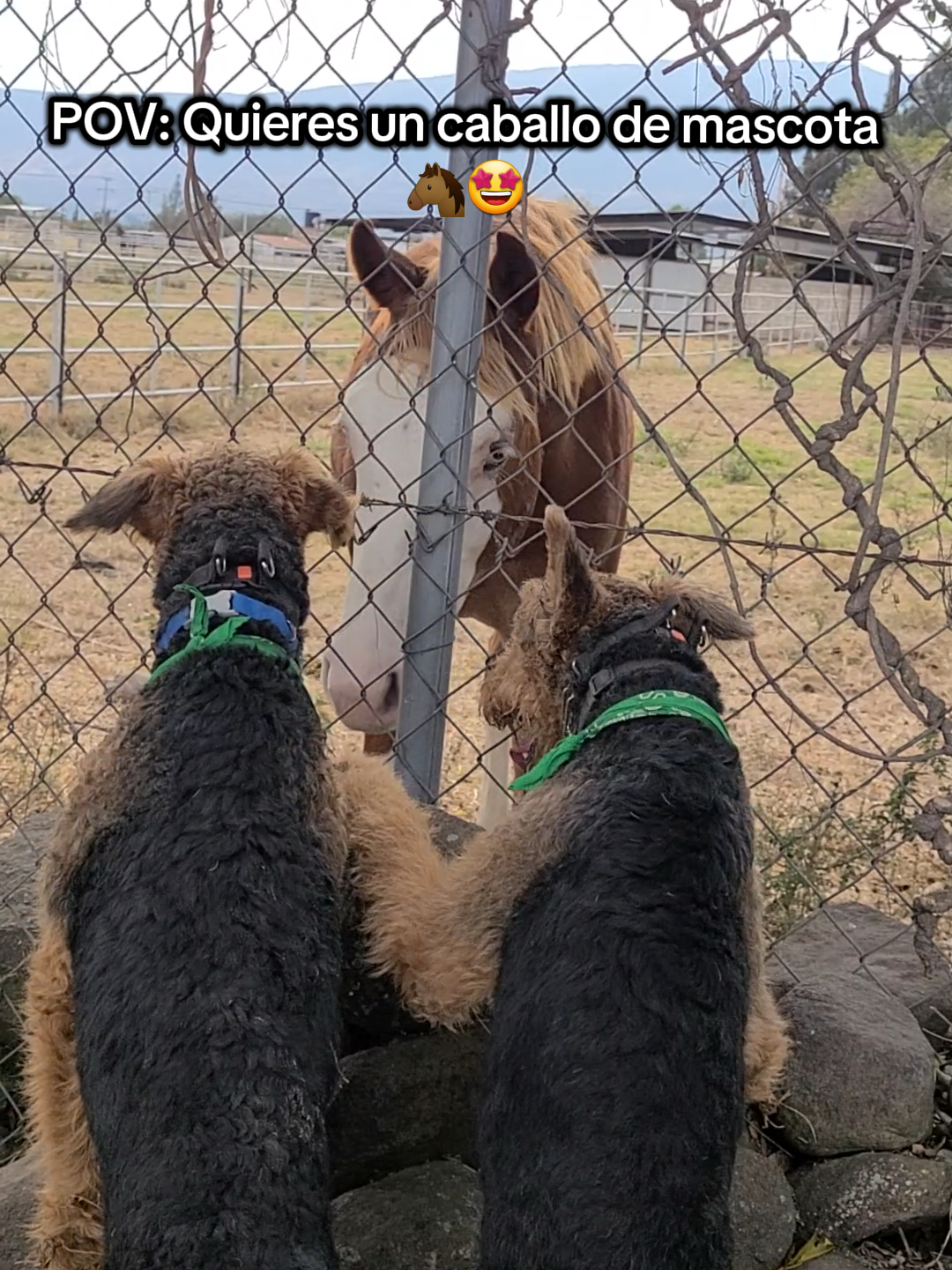@Trufa Y M&aacute;ximo🐾Airedales
