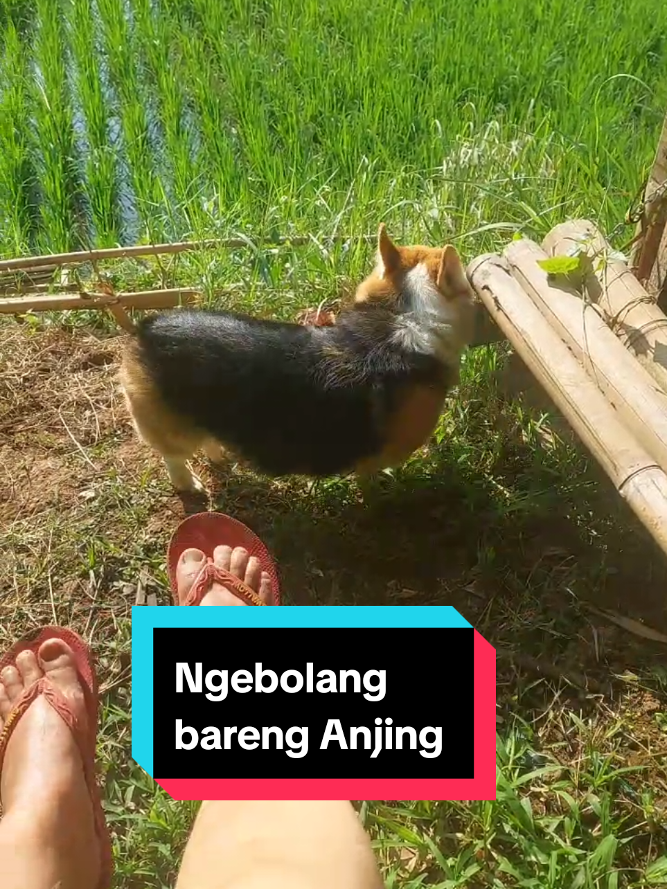 @Cileunyi Rabbit