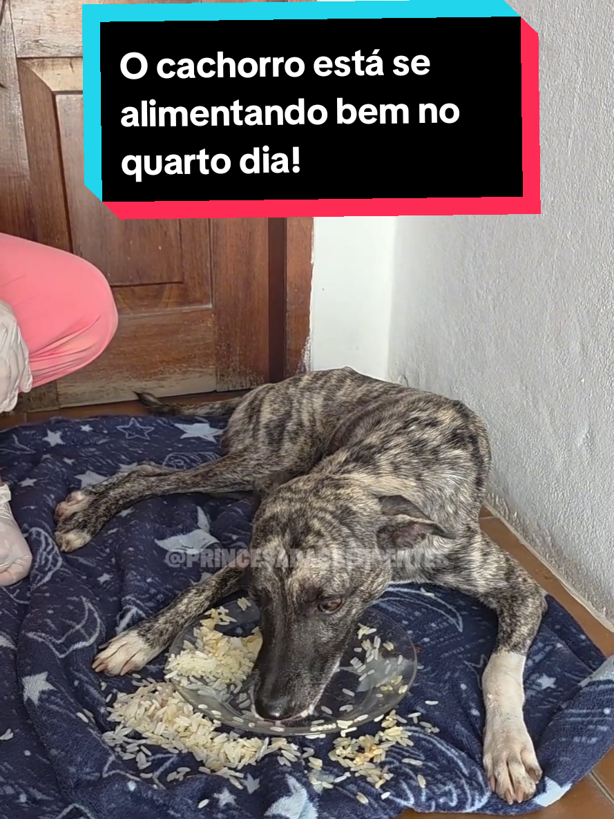 @Princesa das Serpentes