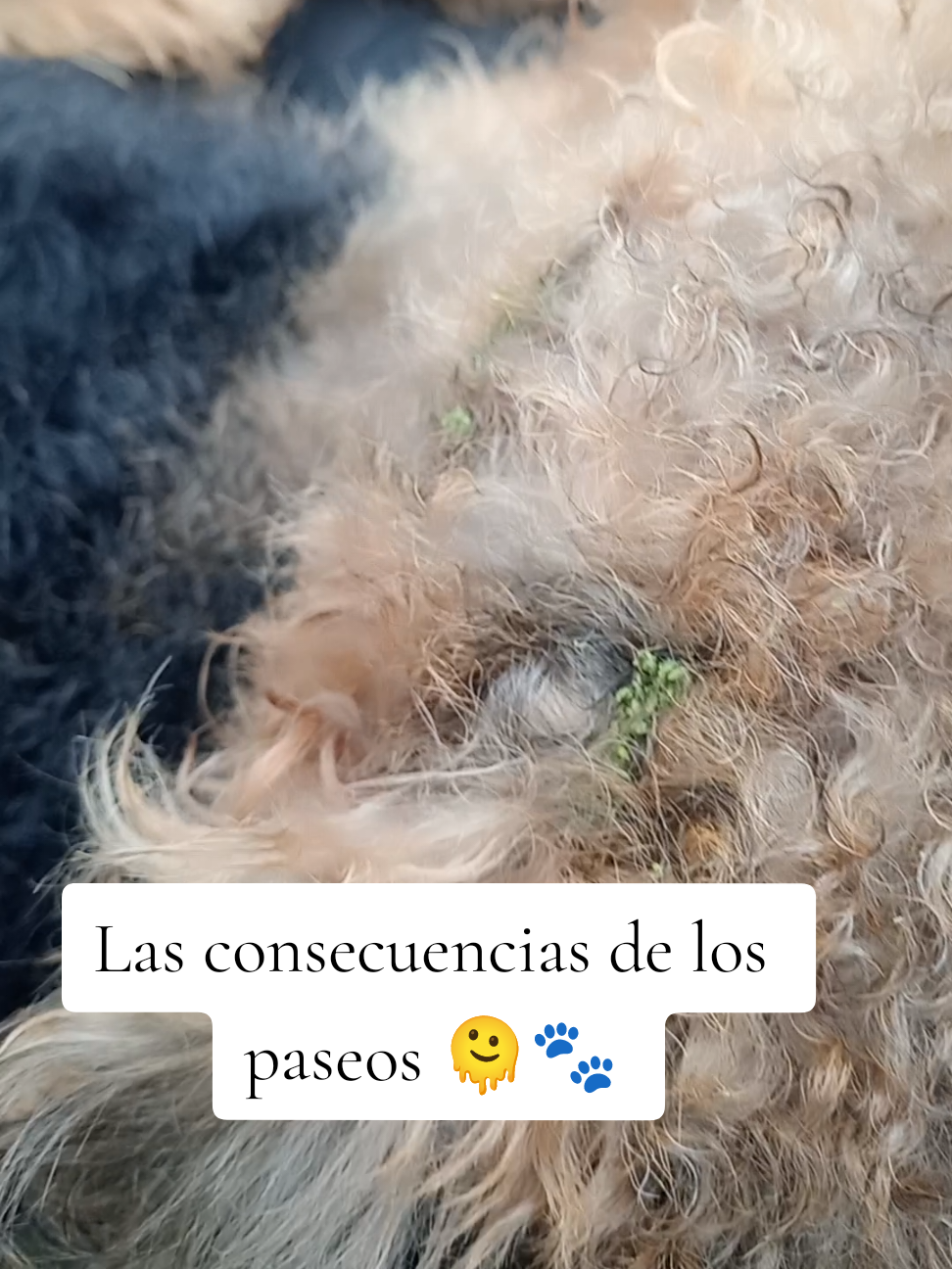 @Trufa Y Máximo🐾Airedales