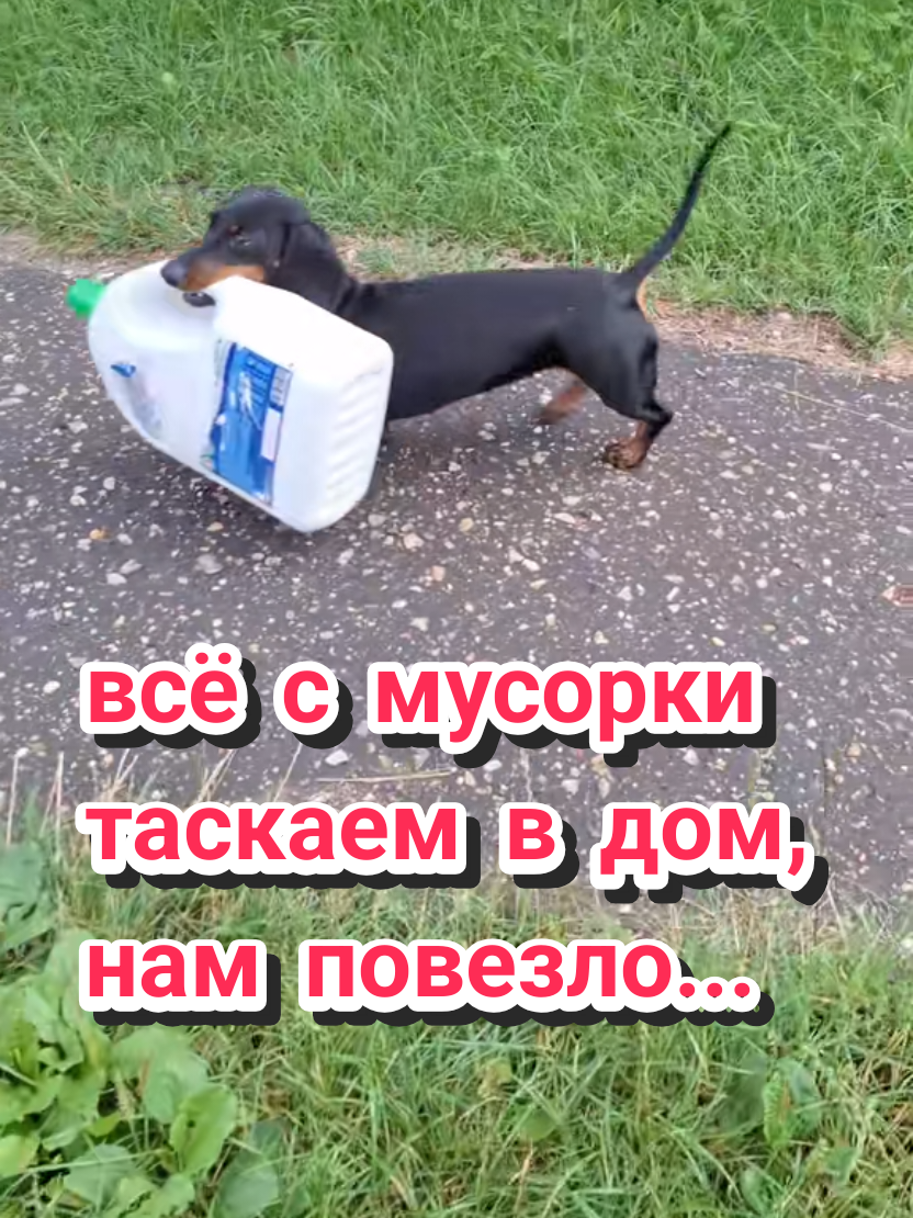 @ШПУЛЬКА. Весёлая такса!