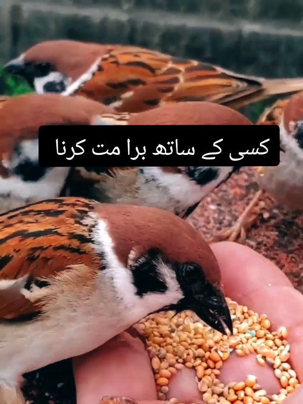 @عکس تحریر