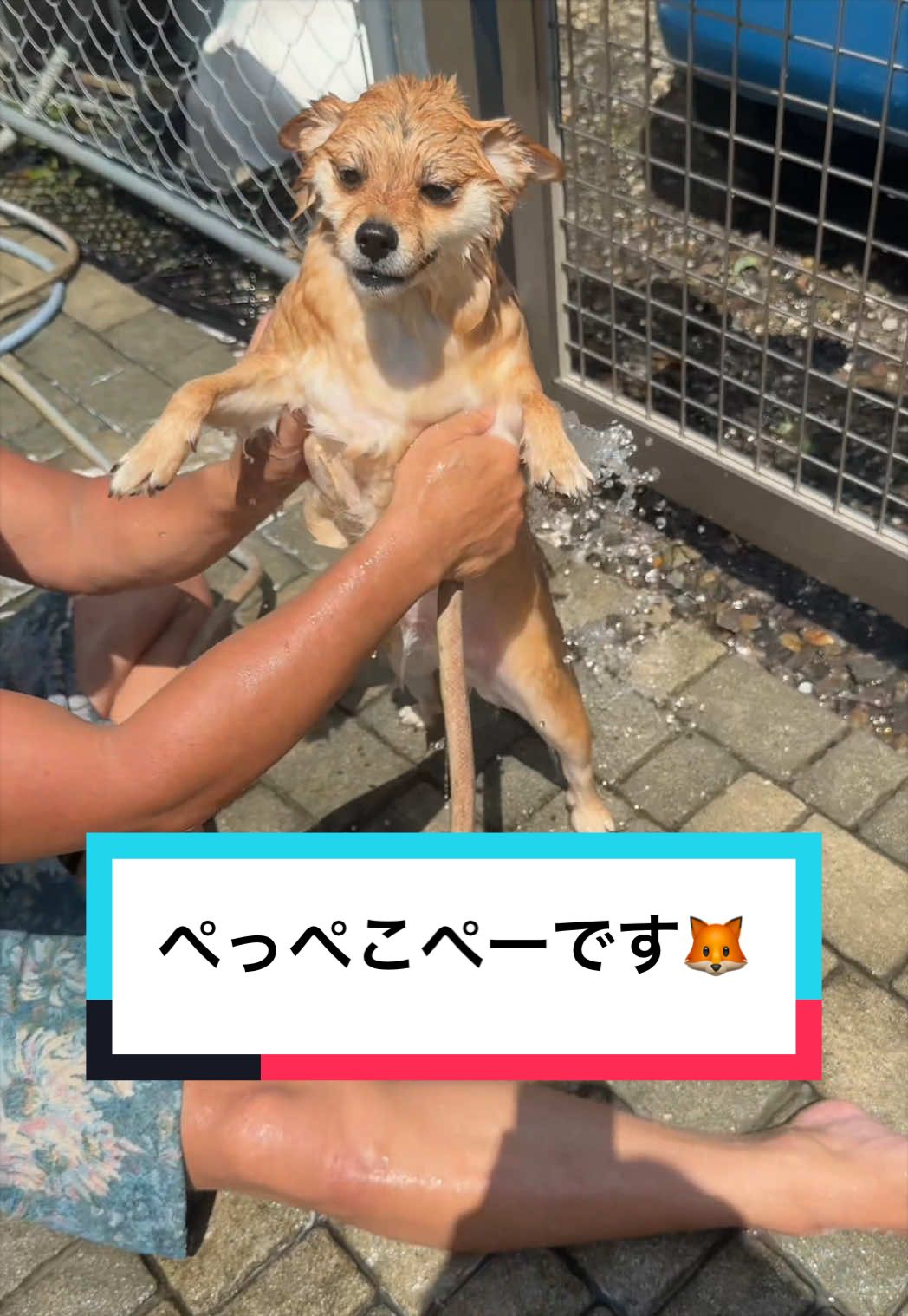 @🐶とん&ぺっぺこぺー🦊