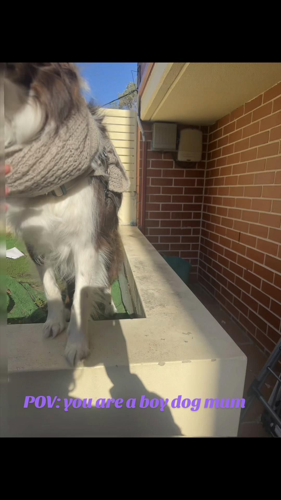 @Just Flame and his Human