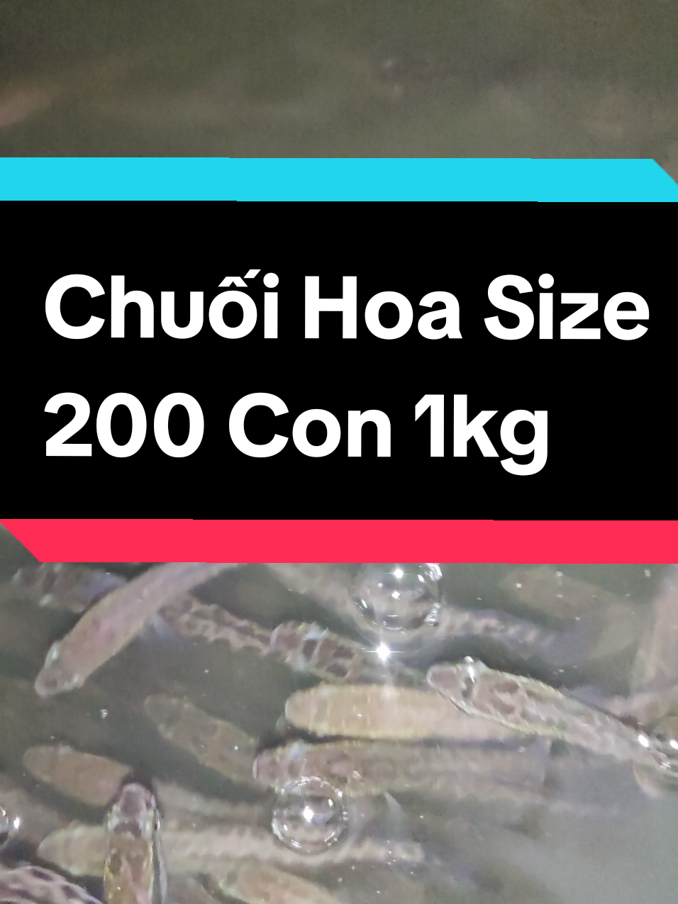 @Cá Chuối Hoa