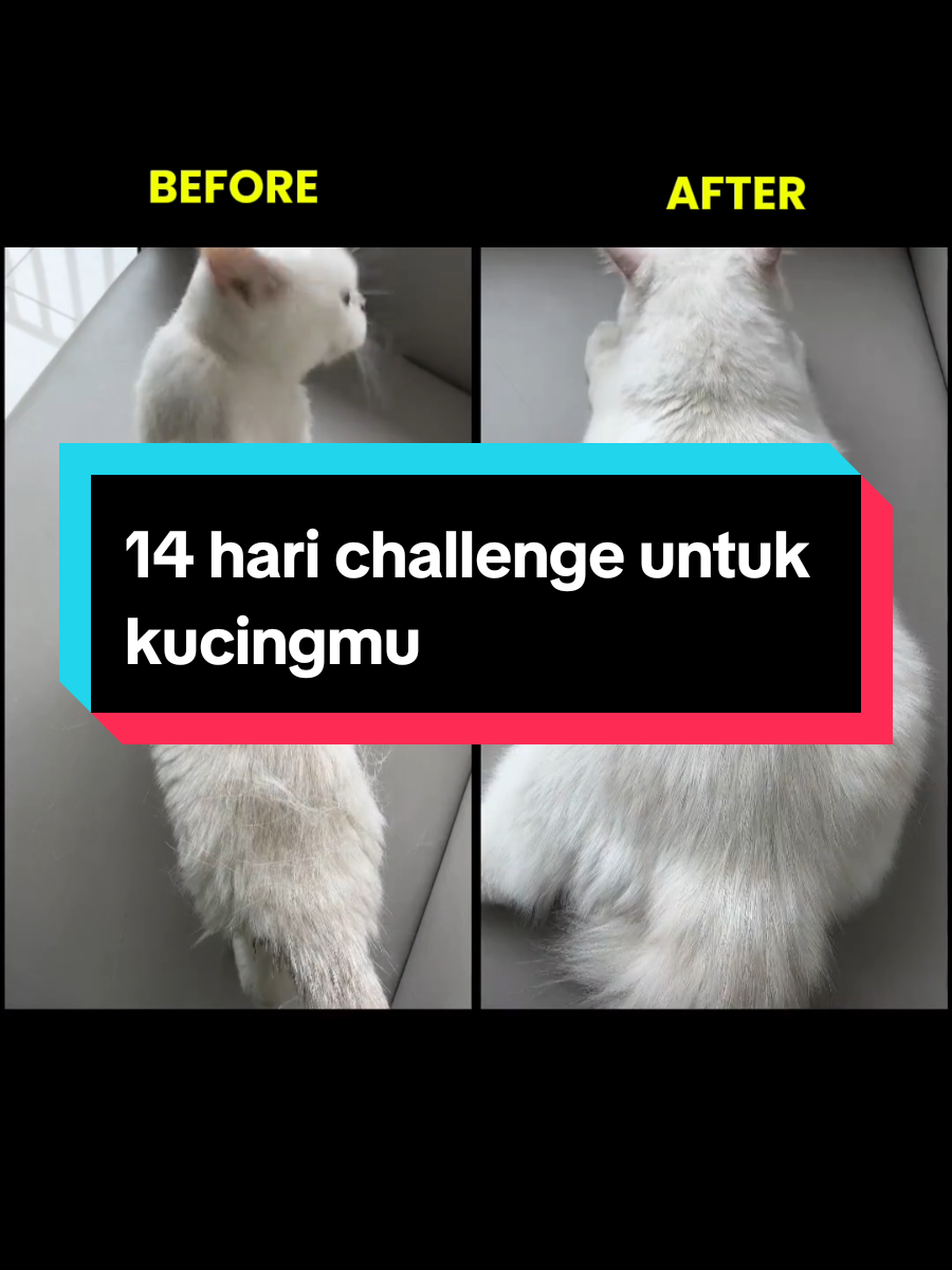 @dunia kucing