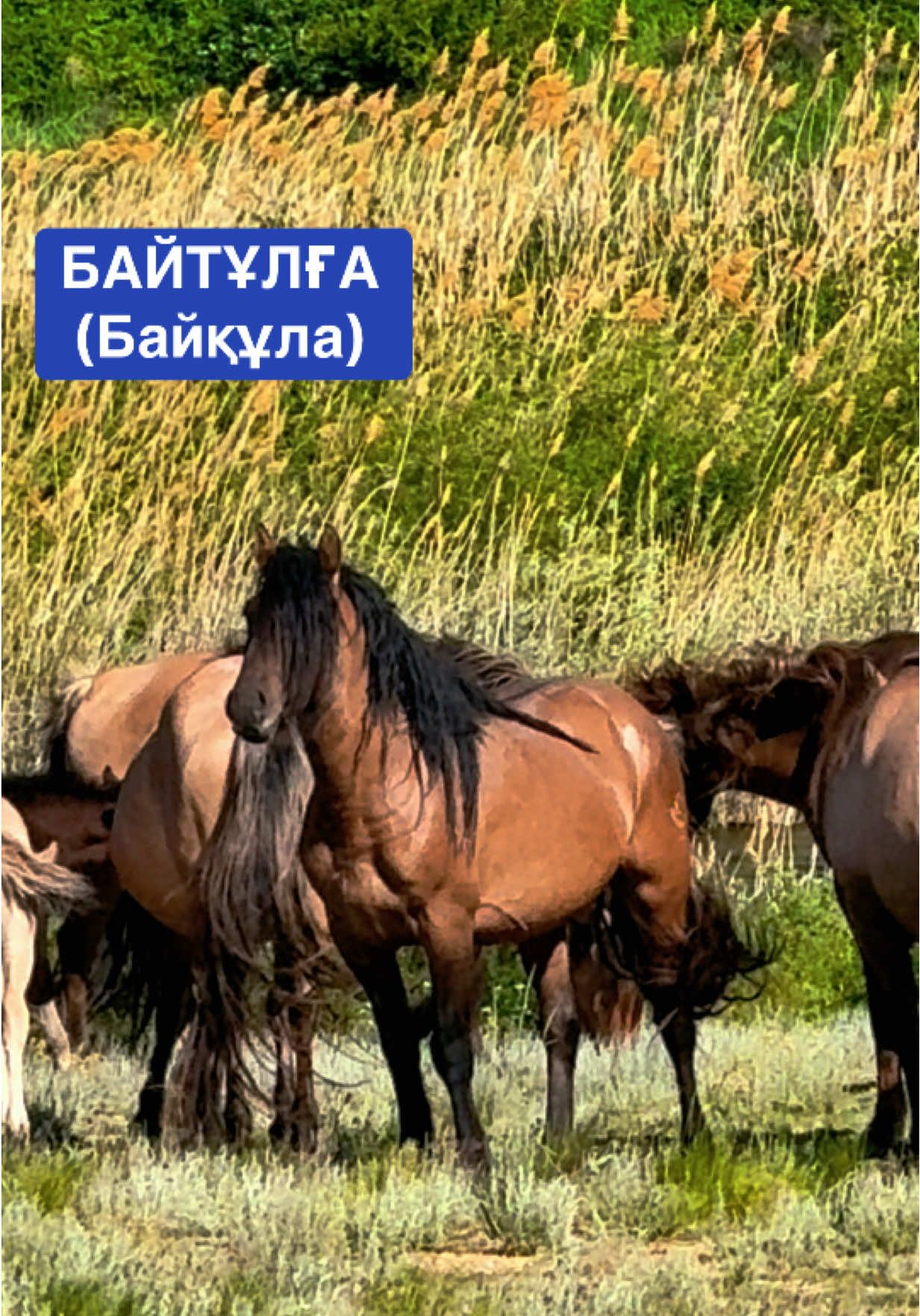 @KH KAZ_ULAN🐴