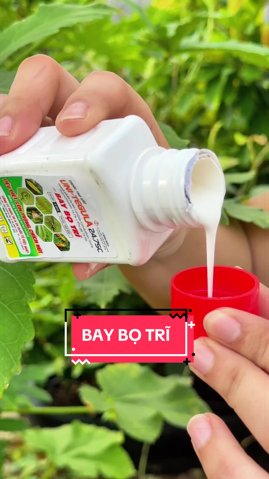 @C&acirc;y Xanh Phong Hồng