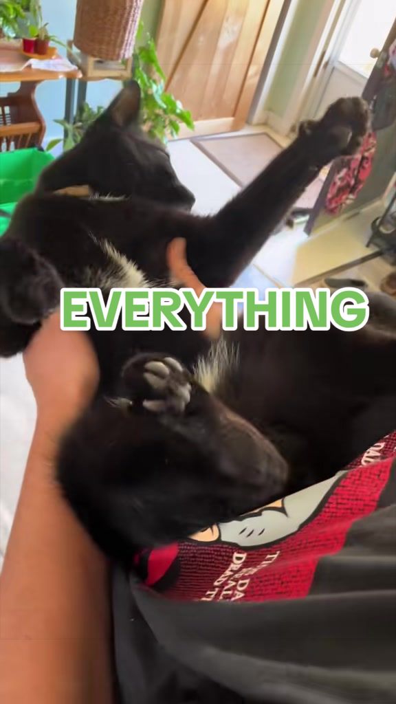 @Reznor_the_cat🪽