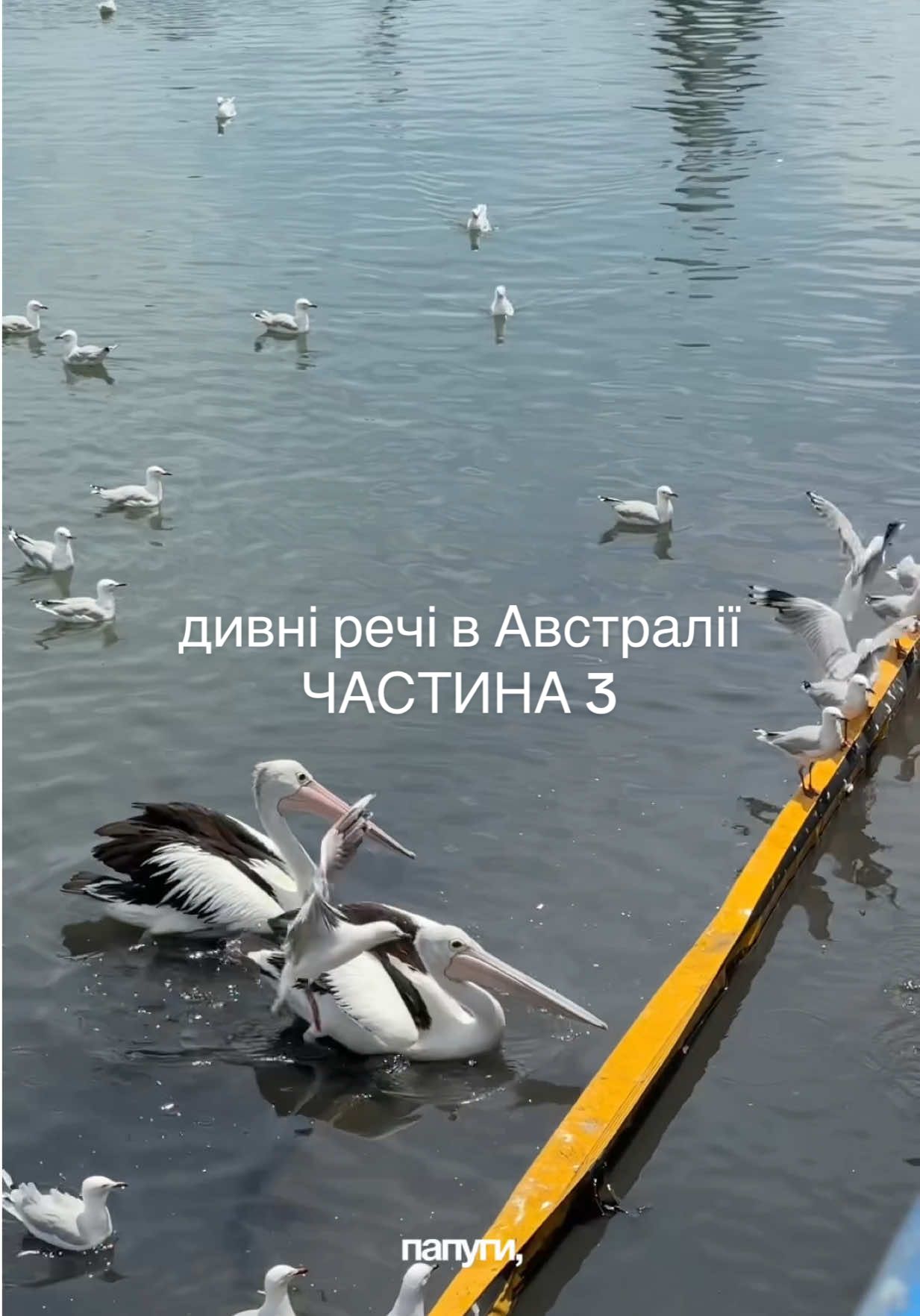 @Віолетта