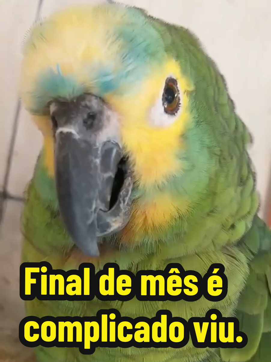 @Papagaio Chico🌽🦜