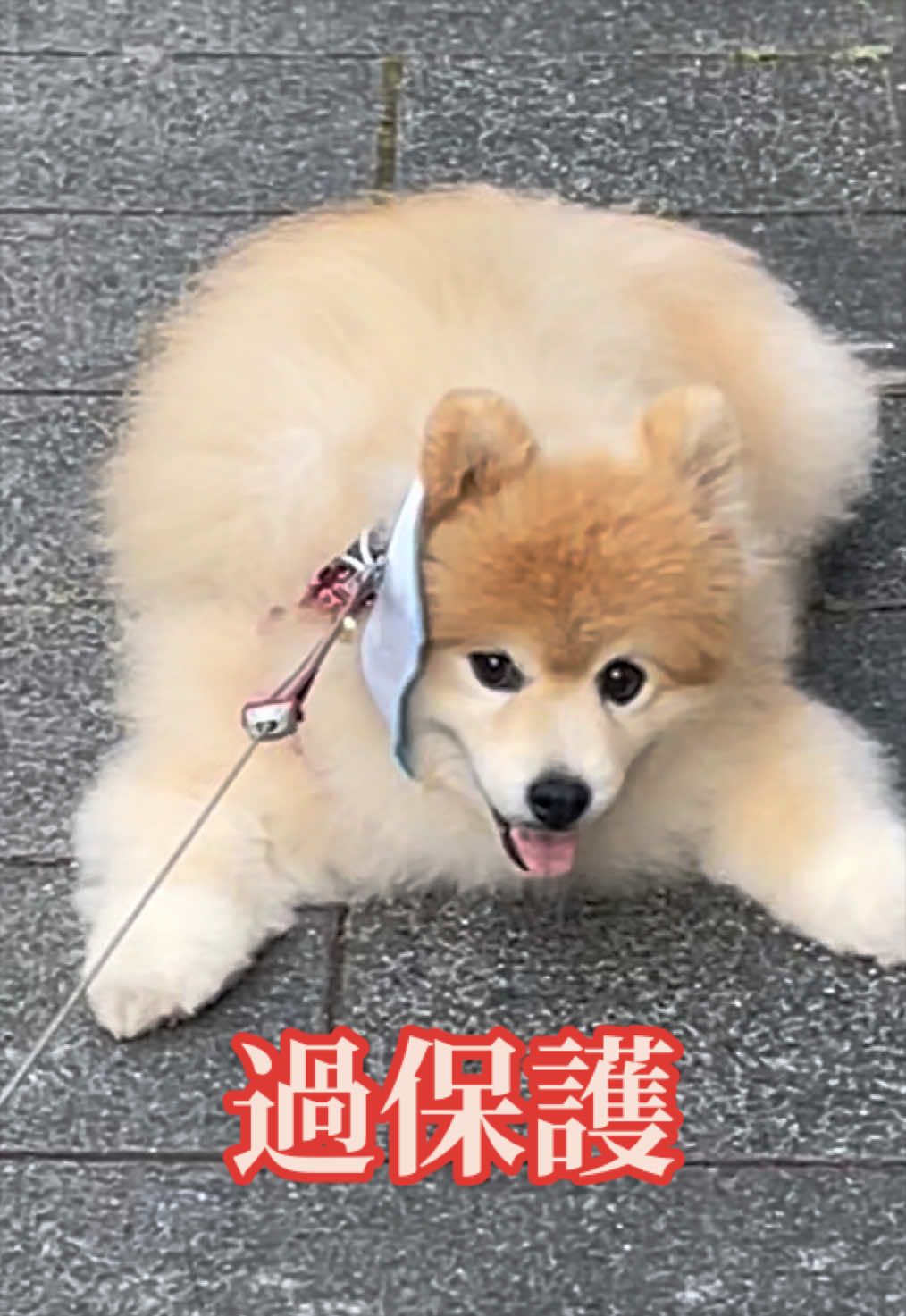 @ポメラニアン🐾えびす
