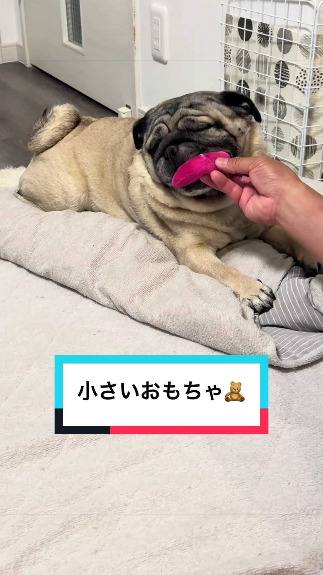 @🐶とん&ぺっぺこぺー🦊