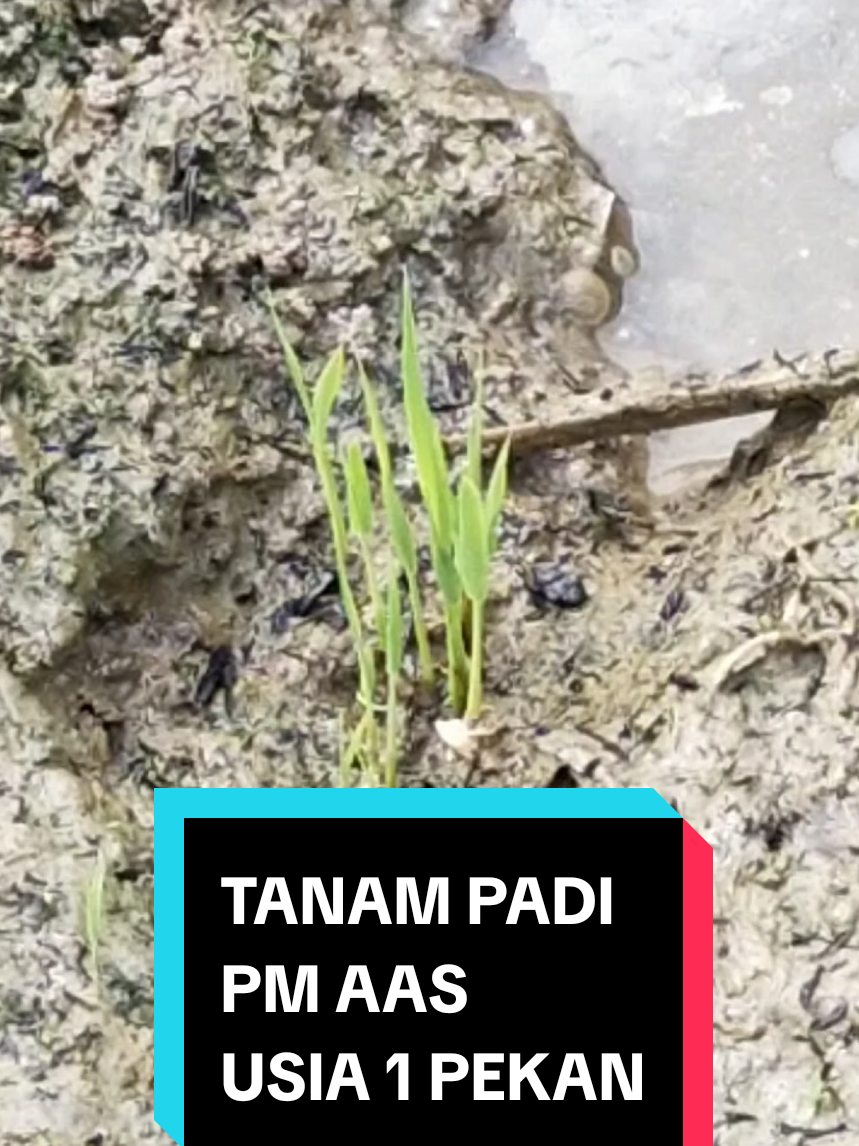 @PPL KOTAMAKMUR
