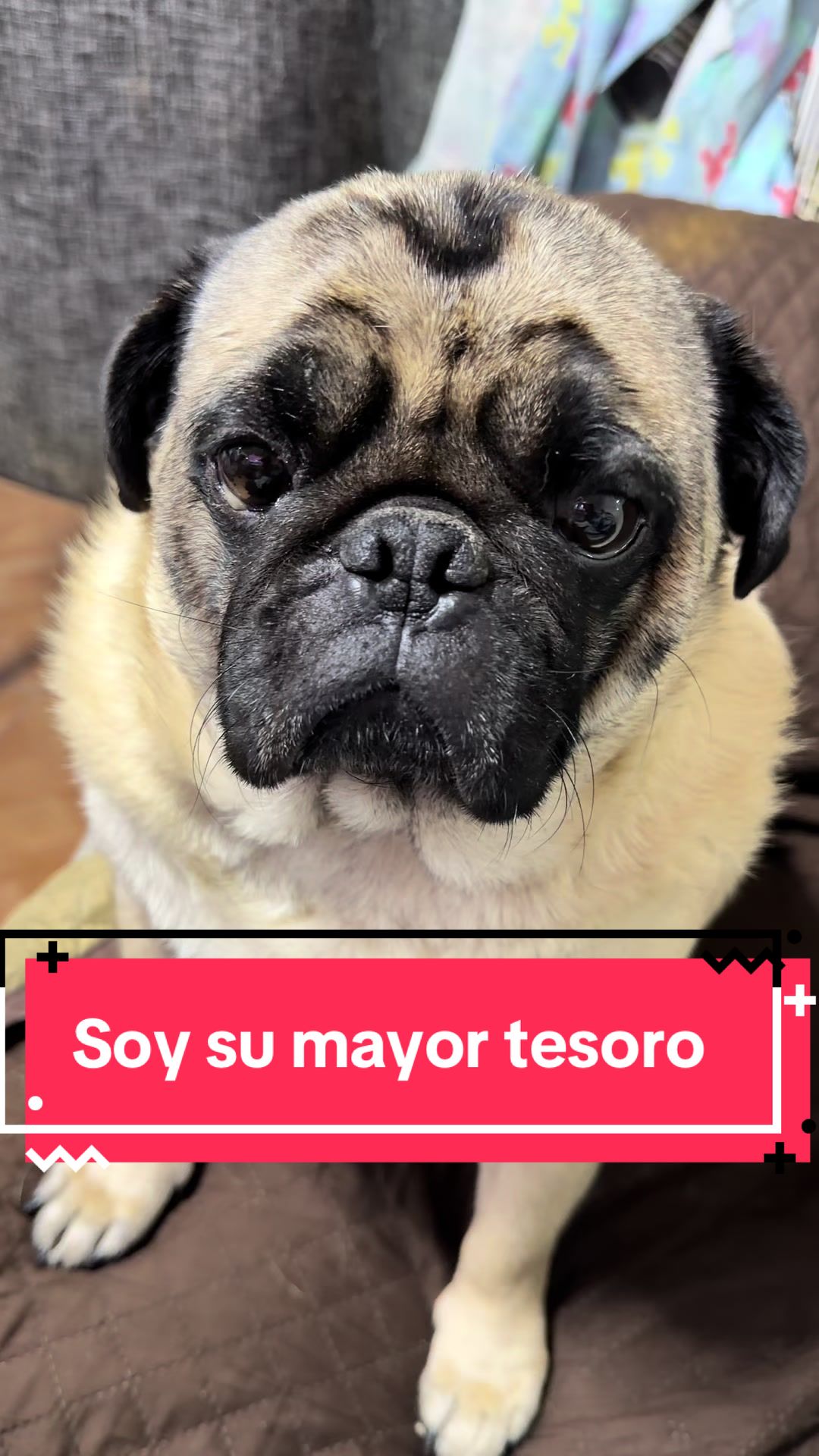 @Pugs en acción 🐶