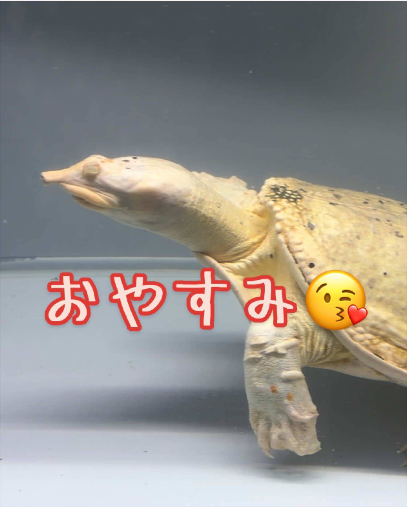 @草津熱帯圏