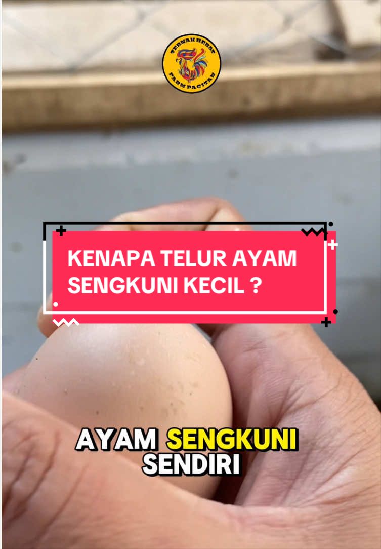 @TernakHebat
