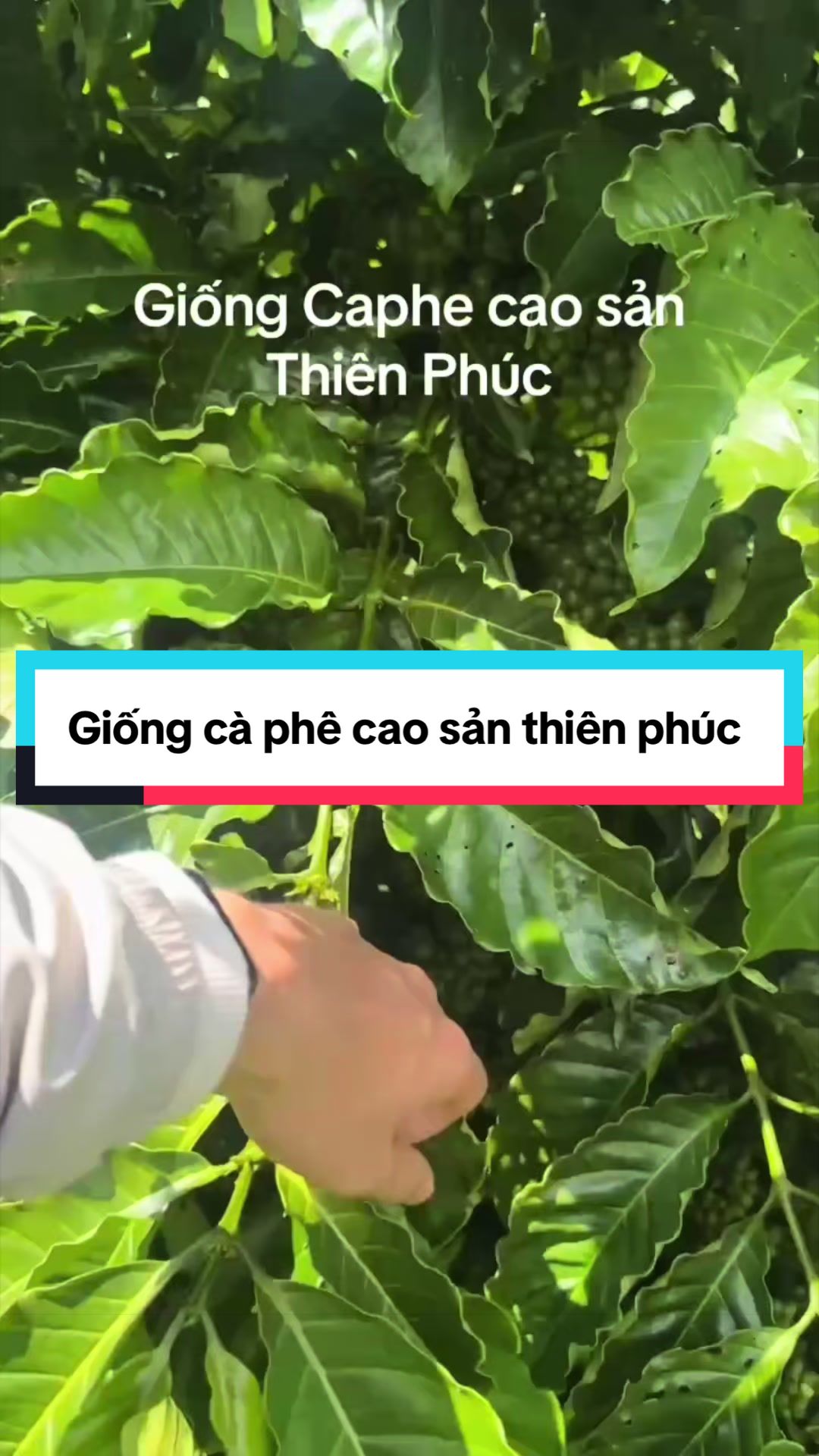 @Thành Bảo Lâm