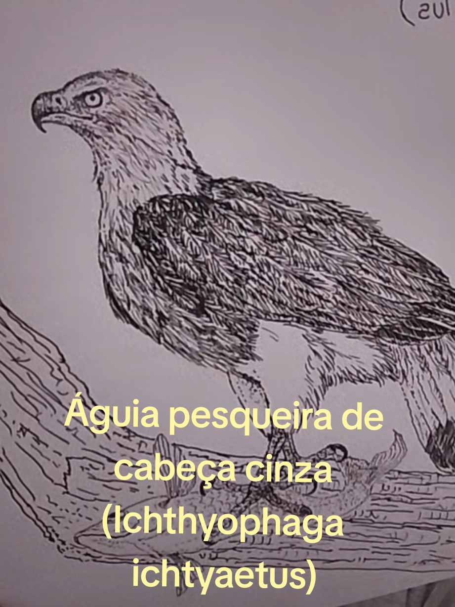 @Afonso Henrique