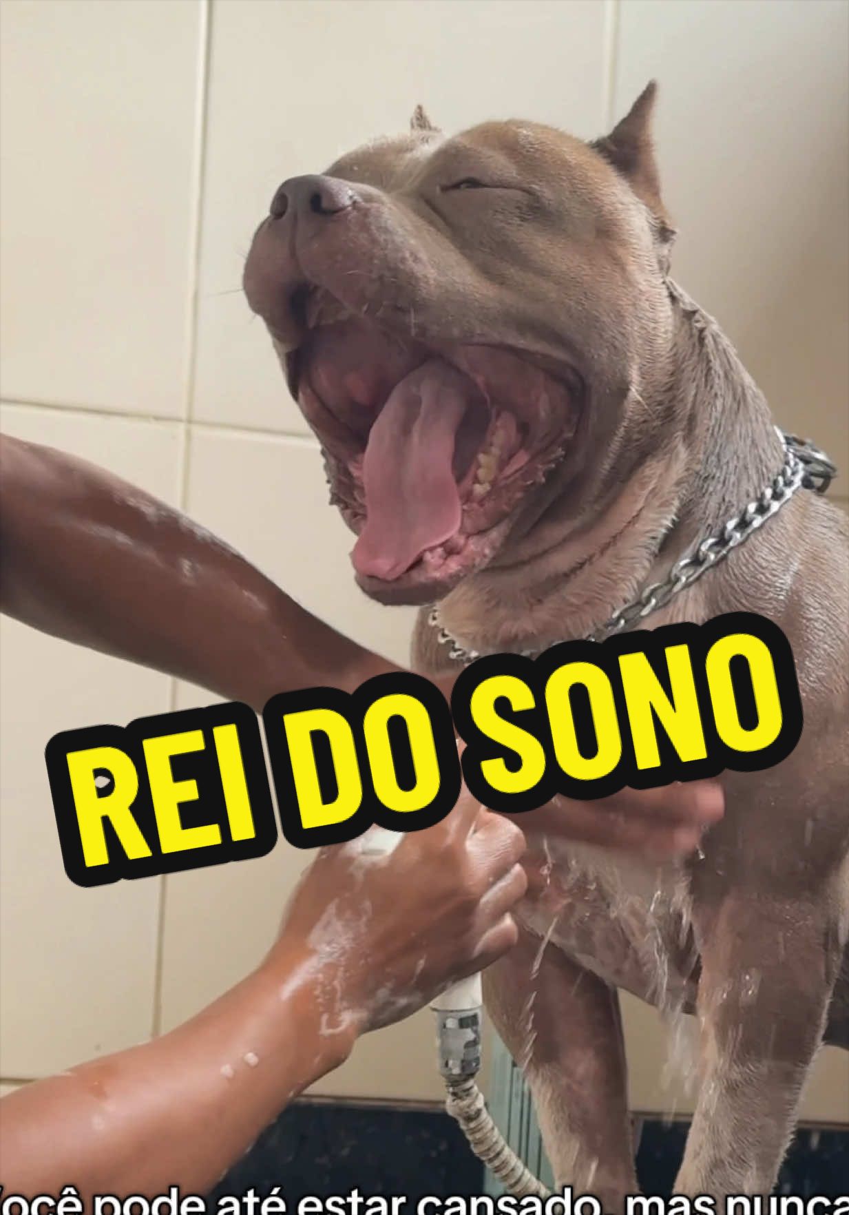 @Família Ragnar 🐶