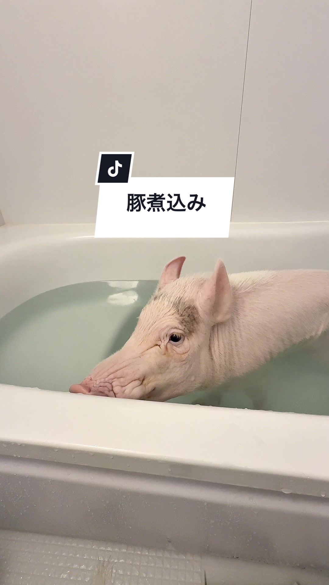@めんべぇ家🐽💢