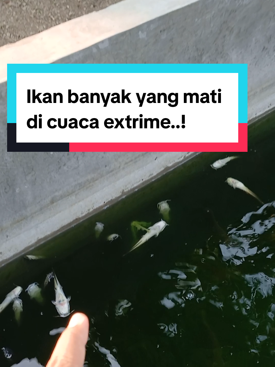 @Kang_Ewi